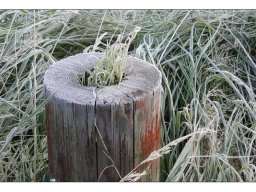 Joachim Schindler "Herbstmorgen"